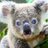 Kooky Koala Kid